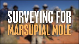 Surveying for Marsupial Mole [upl. by Fair]