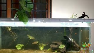 Natural Planted Aquarium Setup  Walstad Method  Father Fish Style [upl. by Devaney93]