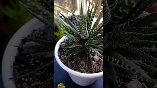 Haworthia Attenuata suculentas [upl. by Yerocal]