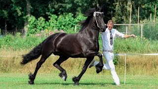 Fokdag Blauwhuis Friesian Horse Uniek fan Goëngamieden [upl. by Cleopatre]