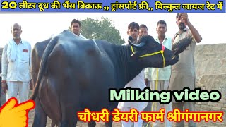 आज खरीदो हाथी जैसी बड़ी भैंस दूध 20 लीटर बिल्कुल जायज रेट मेंChaudhary dairy farm Sri Ganganagar [upl. by Ransome]