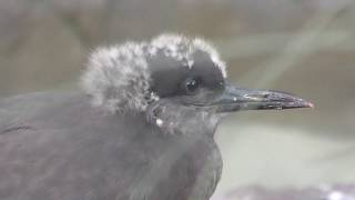 インカアジサシ の雛 上野動物園・真夏の夜の動物園 2018年8月10～16日 [upl. by Aleihs]