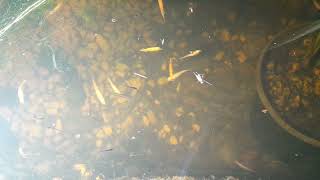 pond fish in Holland Chinese danio [upl. by Ylurt]