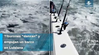 Hambrientos tiburones acechan embarcación de pescadores en EU [upl. by Brand557]