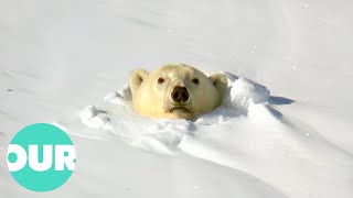 Witnessing the Power and Beauty of Polar Bears  Our World [upl. by Eyt107]