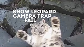 FUNNY Snow Leopard Camera Trap Fail  Animals On CCTV [upl. by Eirrok]