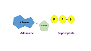 Structural Representation of a Nucleotide ATP and Functions of a Nucleotide [upl. by Ahsatin]