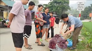 Man lives alone taking care of wild boars and selling pork Robert  Green forest life [upl. by Isak]