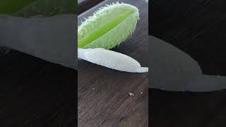 milkweed seeds look like fish scales [upl. by Acirred]