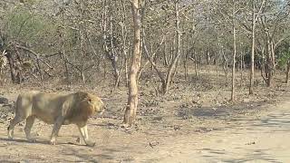 male lion road crossing video 🦁 sasan gir lion sanctuary 📍wildlife nature [upl. by Ennasus]