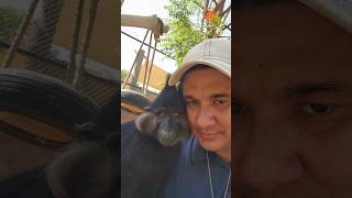 Just chillin with Numbani Our Black Crested Mangabey🐵 monkey [upl. by Okorih450]