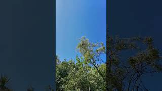 Parakeet flies from tree to tree parrot parakeets birds NZendemic wildlife NewZealandBirds [upl. by Leaper390]