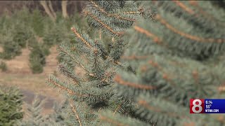 Is the drought impacting Connecticuts Christmas trees [upl. by Viquelia]