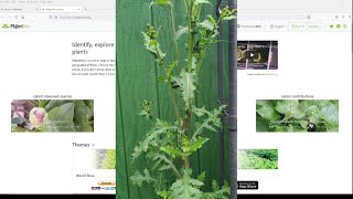 How To Identify Any Plant in Minutes For FREE [upl. by Travis]