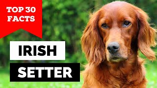 99 of Irish Setter Dog Owners Dont Know This [upl. by Poliard]