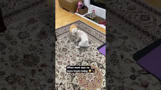 Treat if 5M views funny animation music love shorts dogsofinstagram puppy trending youtuber [upl. by Florenza]