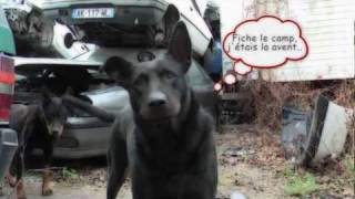 Ce que pensent les chiens [upl. by Eigram35]