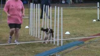 English Springer Spaniel at Goulburn agility ANKC 2930 May 2010 [upl. by Elletnohs]