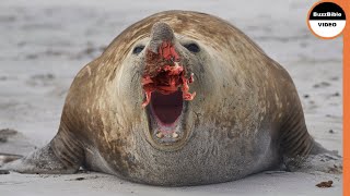 4000 KG Elephant Seal Loses Nose And Crown in A Fierce Battle [upl. by Ennaira302]