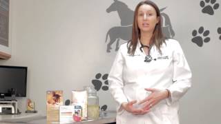 Heartworm Treatment Part II  Treating an Infected Dog [upl. by Etterb785]