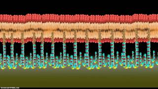 Introduction to Tethered Bilayer Lipid Membranes tBLMs [upl. by Dalenna753]