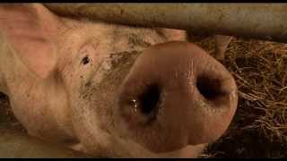 Le cochon Bio de La Ferme du Vieux Poirier en Alsace [upl. by Bertrando]