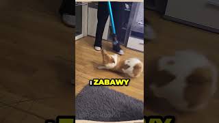 ODNALAZŁ nową ZABAWĘ🐶💨 [upl. by Macilroy667]