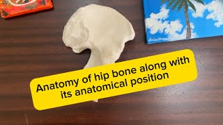 Anatomy of hip bone along with its anatomical position A composite lecture [upl. by Einnok]