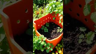 EcoFriendly Hacks DIY Compost Bin [upl. by Kiehl108]