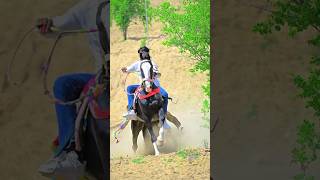 Pushkar horse youtubeshorts gallopinghorse horsebackriding kirtidangadhvi horserider [upl. by Akyssej]