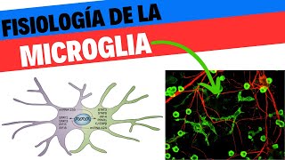 Fisiología de la Microglia Neurociencias 6 [upl. by Saxen]