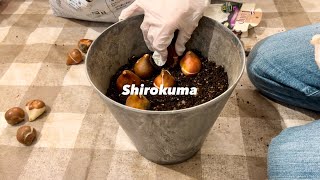 【ベランダ菜園】チューリップとヒヤシンスの球根を植えてみた  ガーデニング初心者、秋に植える、春に咲く、水耕栽培｜I planted tulip and hyacinth bulbs【34】 [upl. by Blane226]