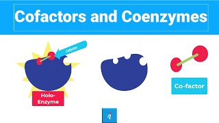 Cofactors and Coenzymes Holoenzyme Apoenzyme and MORE [upl. by Furgeson]