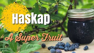 Haskap A Super Fruit [upl. by Fricke]