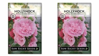 Hollyhock seeds for winter [upl. by Adelric]