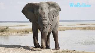 Namibia Fantastischer Etosha National Park [upl. by Nnylecyoj28]