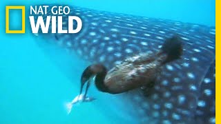 Watch a Diving Bird Pluck a Suckerfish Off a Shark  Nat Geo Wild [upl. by Akirahs]