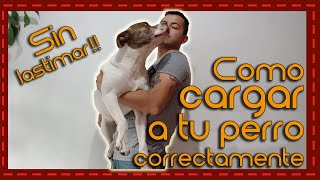 Cargar a tu perro sin dolor técnicas seguras y efectivas [upl. by Gertrudis]