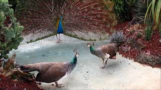 Two Peahens Fight Over Peacock [upl. by Isaiah]