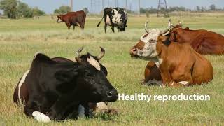 Optymax by Apical Revolutionizing Livestock Nutrition and Sustainable Animal Feed Solutions [upl. by Lockwood]