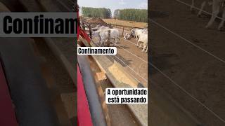 Alta da arroba e custo baixo da arroba produzida em confinamento de gado de corte [upl. by Euqinor541]