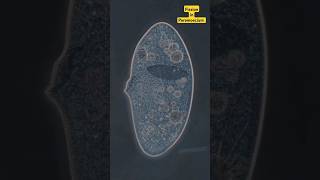 Binary fission in Paramoecium Cell sciencepractical science education lalitahaldar [upl. by Lael]