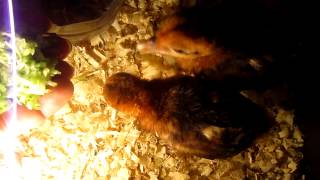 Fireback pheasant chicks [upl. by Naji]