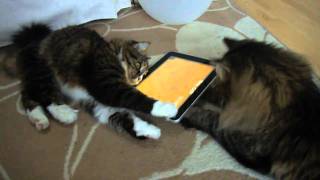 Cats playing quotGame for Catsquot with Apple iPad [upl. by Baese]