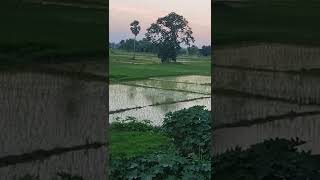 Check Flooding Method  Method of irrigation in agriculture  धान का खेत shorts [upl. by Emelita]