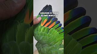 Parrot Trick  Orange Wing Amazon  Step Up Training  Talking Bird [upl. by Merta]