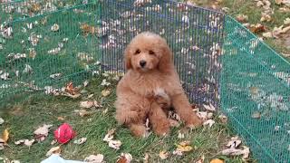 Micro Mini Goldendoodle Puppy Taz SD 480p [upl. by Sillyhp141]