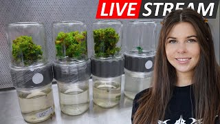 Laboratory Livestream Subculturing BioReactors amp Initiating Fern Spores [upl. by Adlei]