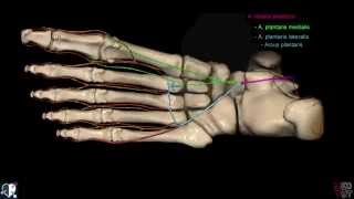 Untere Extremität  Arterien  Fuß  3D [upl. by Thin]