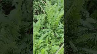 Fern pteridophyta viralvideo viralshorts music newsong [upl. by Dole]